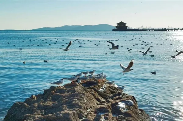[Shandong] Qingdao Discovery: 4-Day Qingdao & Laoshan Premium Trip - Image 2